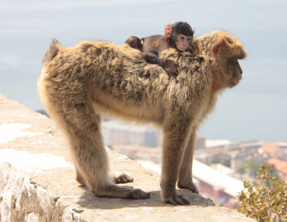 IMG_7049 Когда и кто их сюда завез?