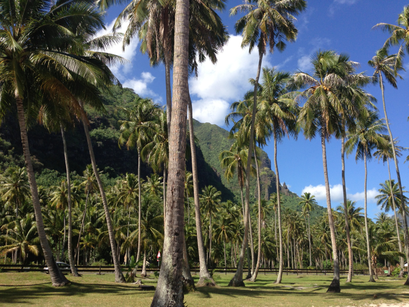 кокосовые пальмы на Таити