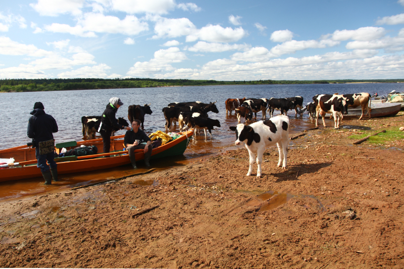 коровы Палуги