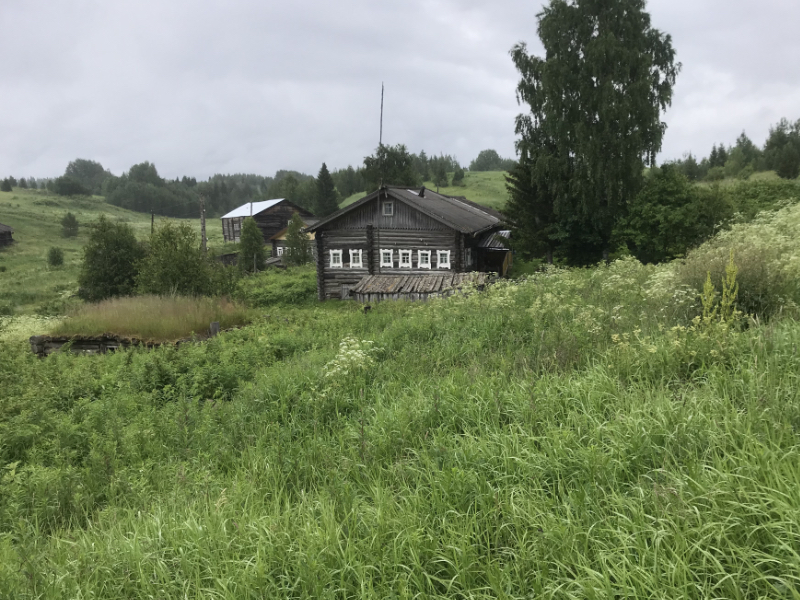 Заручей в траве