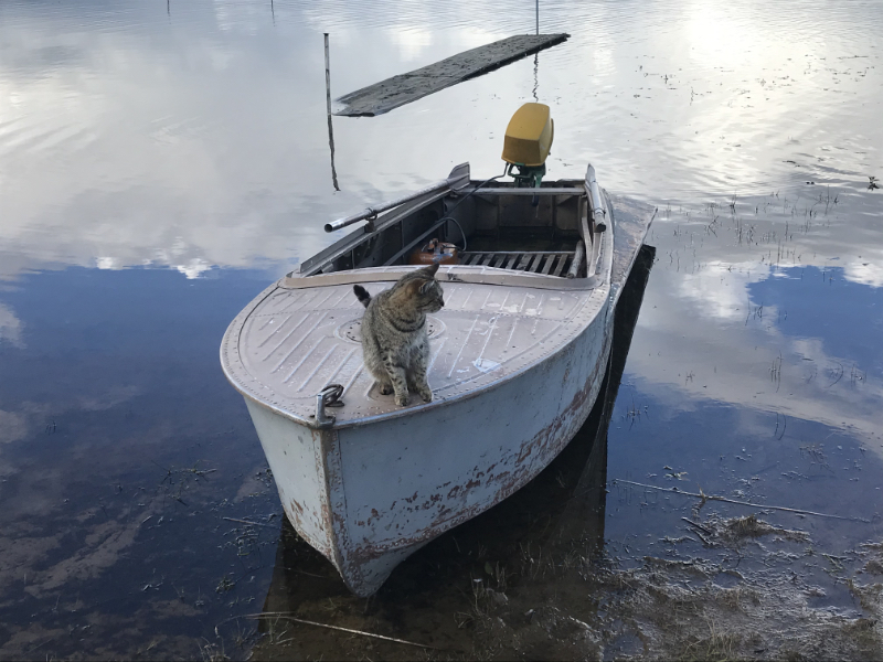 кот на казанке